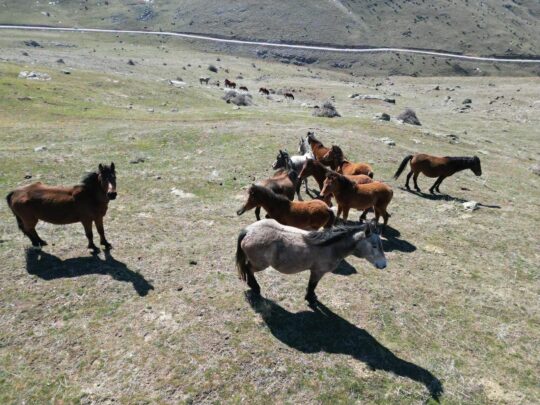 Afyonkarahisar’da bahar mevsiminin gelişi ve havaların ısınmasıyla birlikte doğanın sembolü