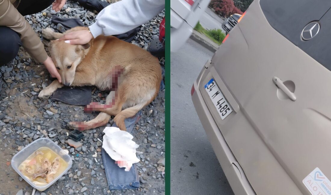 İstanbul Esenyurt’ta, bir köpeğe araç çarptığı iddiasıyla başlayan tartışma, sokak