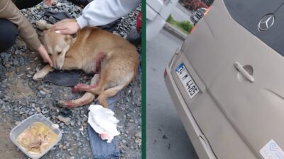 İstanbul Esenyurt’ta, bir köpeğe araç çarptığı iddiasıyla başlayan tartışma, sokak