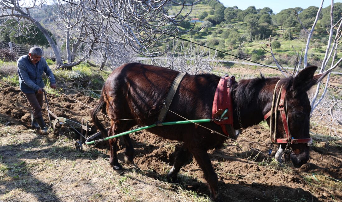 Aydın’ın bereketli topraklarında tarımsal üretimin geleceği, genç nüfusun şehirlere göç