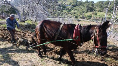 Aydın’ın bereketli topraklarında tarımsal üretimin geleceği, genç nüfusun şehirlere göç