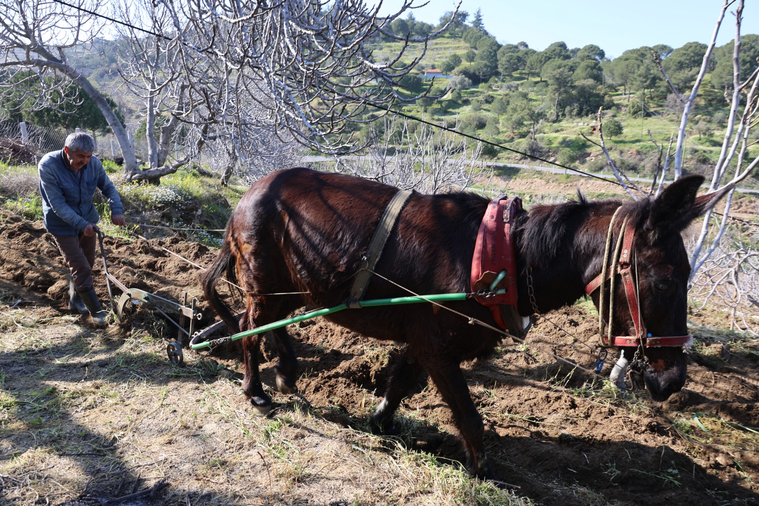 Aydın’ın bereketli topraklarında tarımsal üretimin geleceği, genç nüfusun şehirlere göç