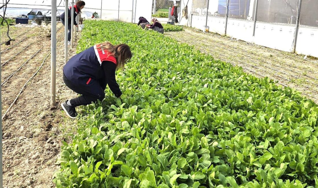 Afyonkarahisar Tarım ve Orman İl Müdürlüğü ekipleri, kentte tere ve