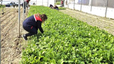 Afyonkarahisar Tarım ve Orman İl Müdürlüğü ekipleri, kentte tere ve