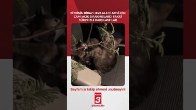 Bitkinin biraz hava alabilmesi için camı açık bırakmışlardı fakat sürprizle