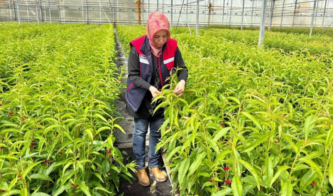 Afyonkarahisar İl Tarım ve Orman Müdürlüğü tarafından bitki sağlığının korunmasına