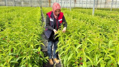 Afyonkarahisar İl Tarım ve Orman Müdürlüğü tarafından bitki sağlığının korunmasına