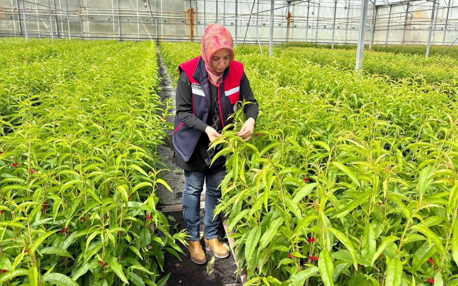 Afyonkarahisar İl Tarım ve Orman Müdürlüğü tarafından bitki sağlığının korunmasına