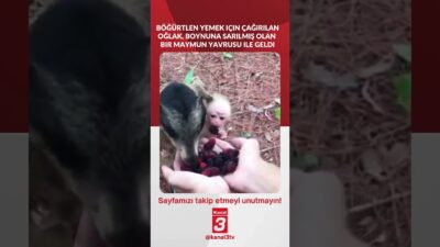 Böğürtlen yemek için çağırılan oğlak, boynuna sarılmış olan bir maymun