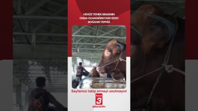 Henüz yemek sırasının onda olmadığını fark eden boğanın tepkisi… 📶https://kanal3.com.tr/