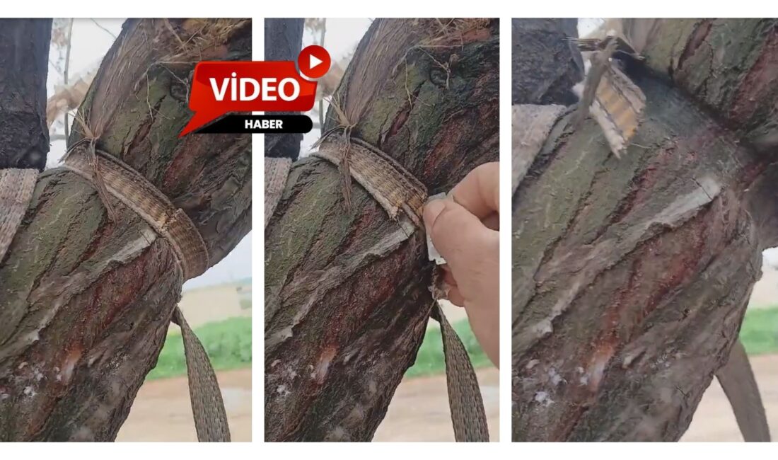 Doğaya duyarlılığın anlamlı bir örneği, küçük bir farkındalıkla hayat buldu.