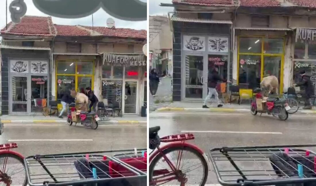 Afyonkarahisar'ın Bolvadin ilçesinde sahibinin elinden kurtulan bir inek, girmeye çalıştığı