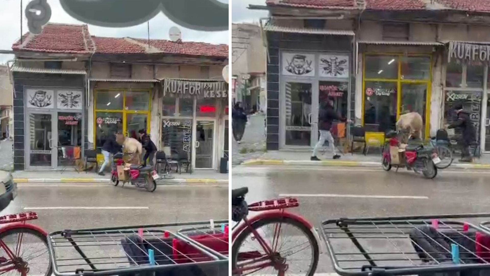 Afyonkarahisar'ın Bolvadin ilçesinde sahibinin elinden kurtulan bir inek, girmeye çalıştığı