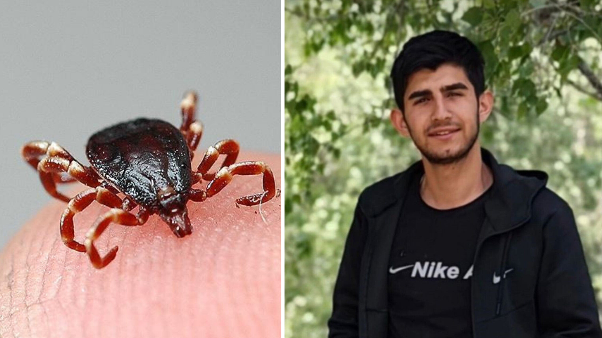 Bahar aylarının gelmesiyle birlikte kene vakaları yeniden can yakmaya başladı.