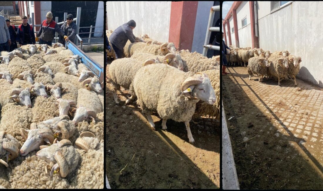 Afyonkarahisar’da küçükbaş hayvancılığın kalitesini ve verimliliğini artıracak stratejik bir hamle