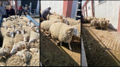 Afyonkarahisar’da küçükbaş hayvancılığın kalitesini ve verimliliğini artıracak stratejik bir hamle