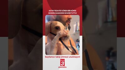 Astım tedavisi gören bir köpek oksijen maskesini kendisi tuttu! 📶https://kanal3.com.tr/