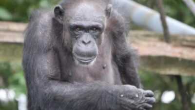 Uganda'nın derinliklerinde yaşayan ve dünyanın en büyük yabani şempanze topluluğu