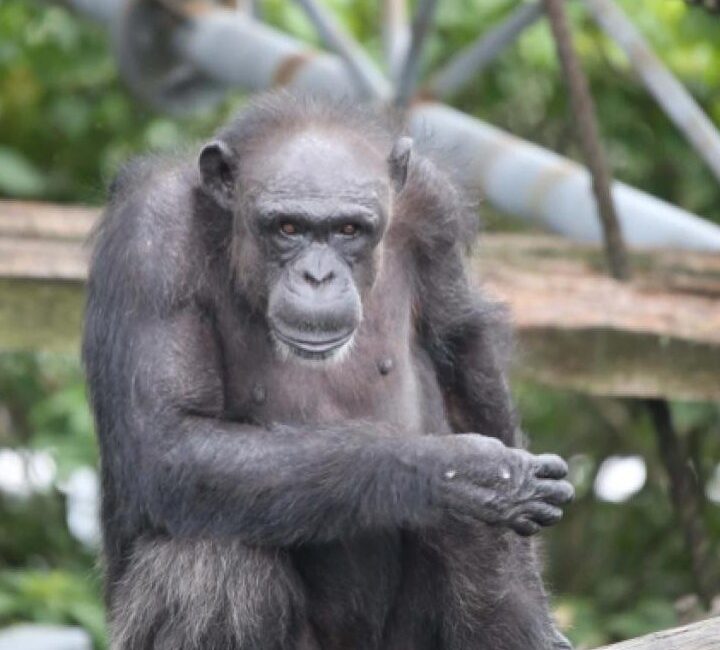 Uganda'nın derinliklerinde yaşayan ve dünyanın en büyük yabani şempanze topluluğu