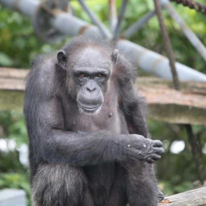Uganda'nın derinliklerinde yaşayan ve dünyanın en büyük yabani şempanze topluluğu