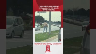 Yoldan geçen anne ördek ve yavrularına yol vermek için trafiği