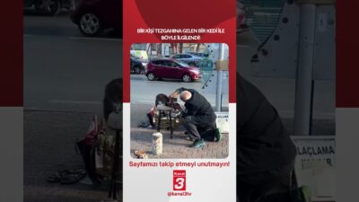 Bir kişi tezgahına gelen bir kedi ile böyle ilgilendi! 📶https://kanal3.com.tr/