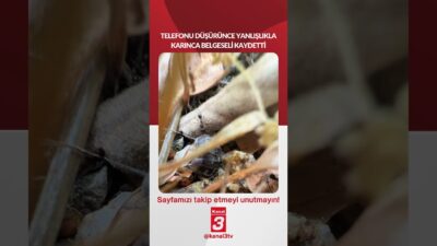 Kanal 3Sal, Nisan 7, 2026 12:00pmURL:Embed:Telefonun Kamerası Karınca Dünyasını Yakaladı…