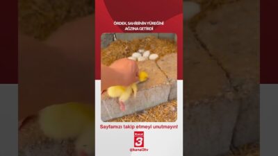 Ördek, sahibinin yüreğini ağzına getirdi! 📶https://kanal3.com.tr/ Sosyal Medya Hesaplarımızı Takip