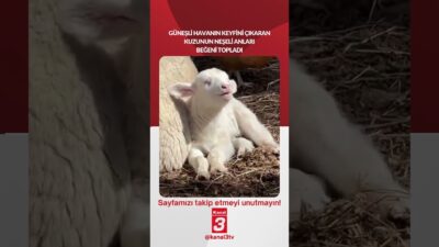 Kanal 3Çar, Nisan 29, 2026 2:00pmURL:Embed:Güneşli havanın keyfini çıkaran kuzunun