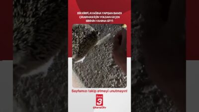 Kanal 3Çar, Nisan 22, 2026 8:00amURL:Embed:Bir kirpi, ayağına yapışan bandı