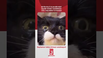Kanal 3Per, Nisan 2, 2026 10:00amURL:Embed:Beyin felci geçiren kedi, sahibi