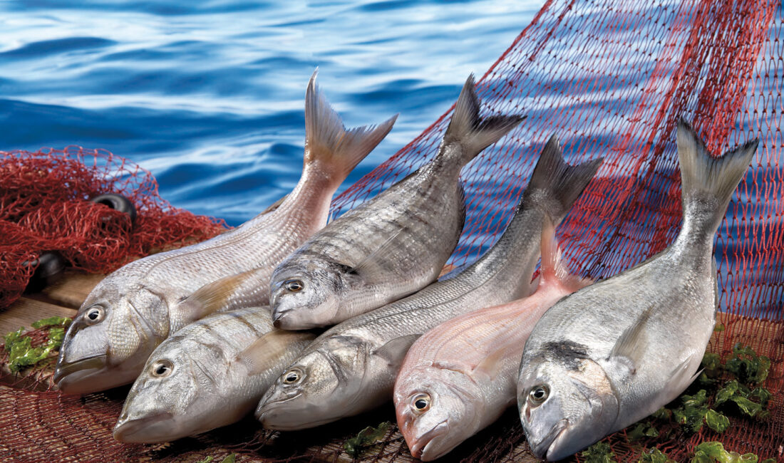 İhracatın yıldız sektörlerinden su ürünleri sektörü ihracatta başarı hikayesi yazmaya