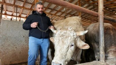 Bursa’da kurbanlık hayvan satışı yapılan çiftlikteki 1 ton 100 kilo