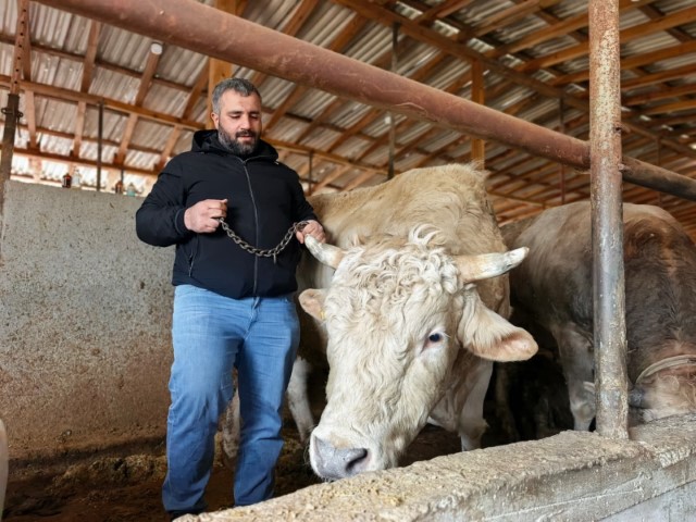 Bursa’da kurbanlık hayvan satışı yapılan çiftlikteki 1 ton 100 kilo