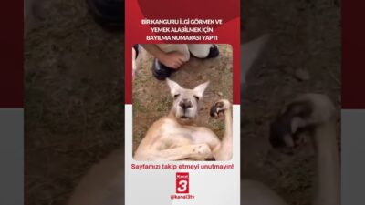 Kanal 3Çar, Nisan 8, 2026 6:30amURL:Embed:Bir kanguru ilgi görmek ve