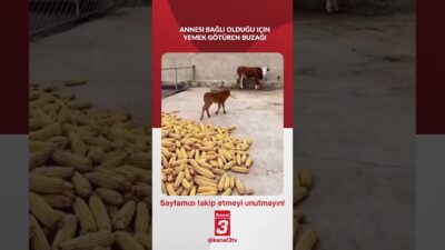 Annesi bağlı olduğu için yemek götüren buzağı… 📶https://kanal3.com.tr/ Sosyal Medya