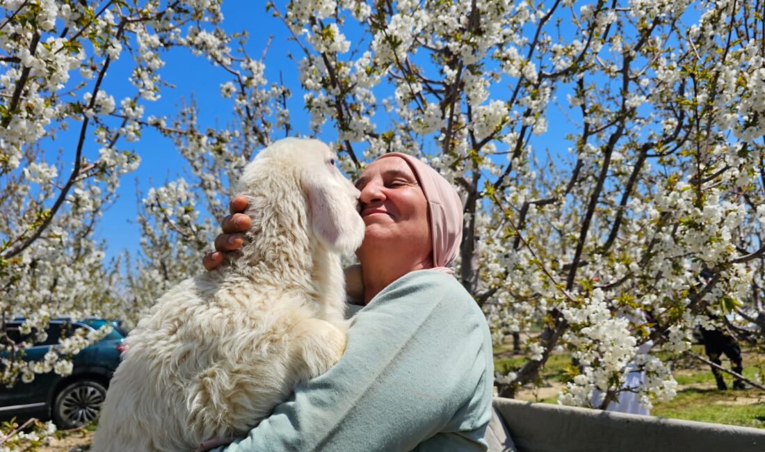 Afyonkarahisar’ın Sultandağı ilçesinde, dünyaca ünlü kirazın yetiştirildiği bahçelerde bu yıl