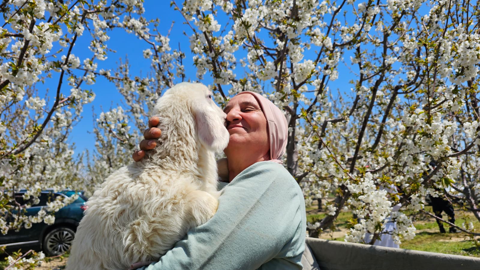 Afyonkarahisar’ın Sultandağı ilçesinde, dünyaca ünlü kirazın yetiştirildiği bahçelerde bu yıl