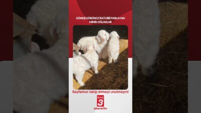 Güneşi görünce inci gibi parlayan minik oğlaklar… 📶https://kanal3.com.tr/ Sosyal Medya