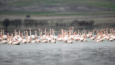 Kayseri'nin Sarıoğlan ilçesi sınırlarında bulunan ve son aylarda etkili olan