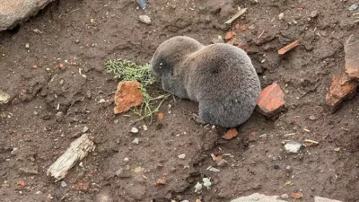 Diyarbakır’da etkili olan sağanaklar sırasında yuvalarını su basan kör fareler,