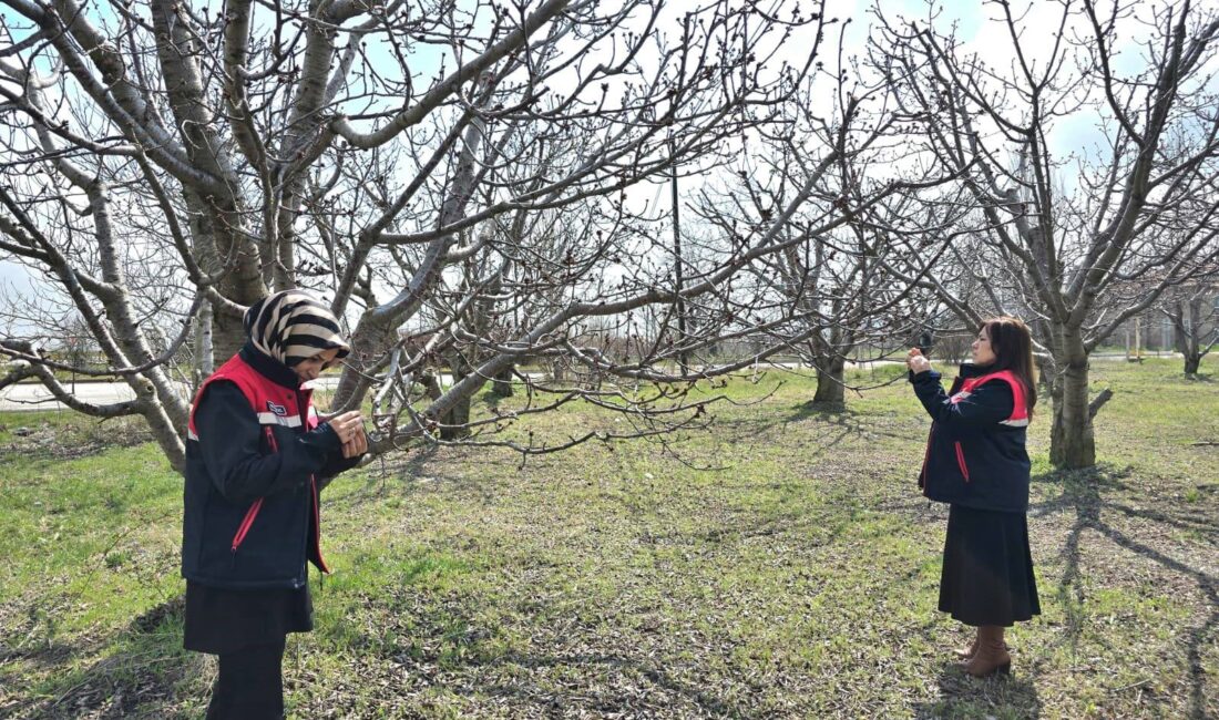 Afyonkarahisar’da zirai don uyarısı sonrası tarımsal alanlarda hasar tespit çalışmaları