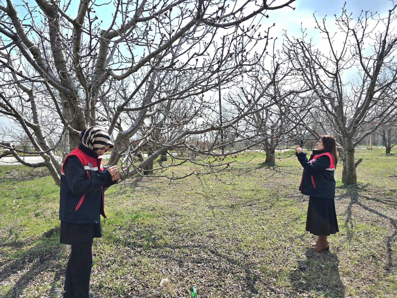 Afyonkarahisar’da zirai don uyarısı sonrası tarımsal alanlarda hasar tespit çalışmaları