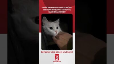 Sahibi tarafından otobüs durağına bırakılan bir kedi aynı gün yeni
