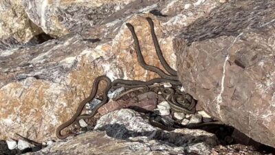 Hakkari’nin Yüksekova ilçesinde baharın gelişiyle birlikte ortaya çıkan yılan sürüleri,