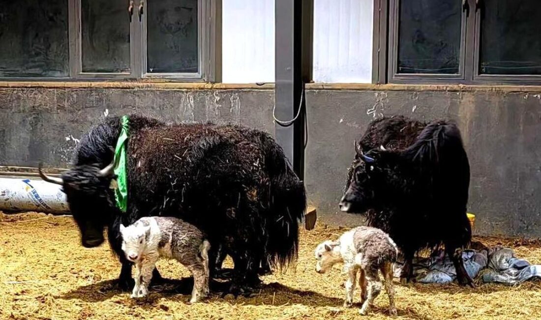 Çin’in Xizang (Tibet) Özerk Bölgesi, bilim tarihine geçecek büyük bir