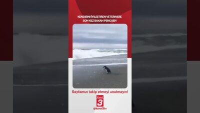 Penguen kendisini iyileştiren veterinere son kez bakarak veda etti… 📶https://kanal3.com.tr/