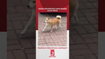 Yemek gösterilince dans ederek gelen köpek.. 📶https://kanal3.com.tr/ Sosyal Medya Hesaplarımızı