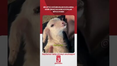 Kanal 3Per, Nisan 30, 2026 12:01pmURL:Embed:Bir çiftçi, Doğurdukları kuzularına sahip
