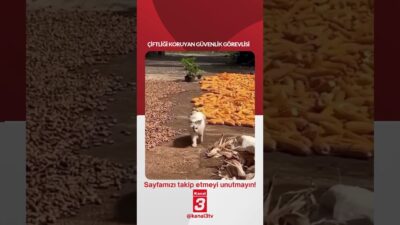 Kanal 3Çar, Nisan 29, 2026 12:01pmURL:Embed:Çiftliği koruyan güvenlik görevlisi… 📶https://kanal3.com.tr/